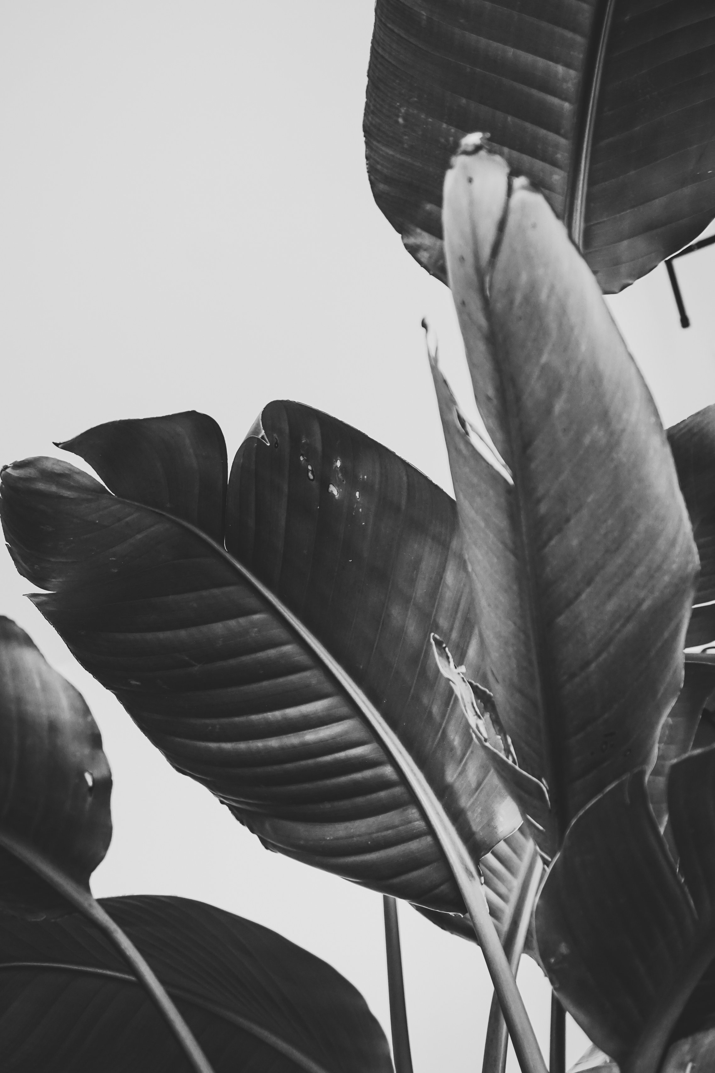 tropical plant black white